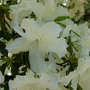 Azalea wit